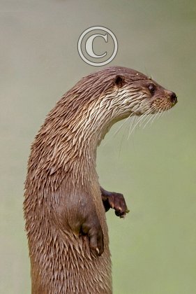 Otter DM0740